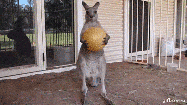 kangaroo dropping the ball