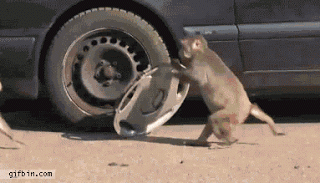 monkey with hubcap